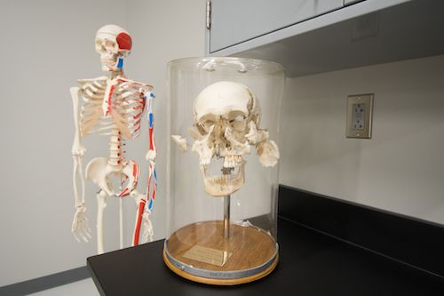 A photo of a broken up skull sitting next to an intact skeleton