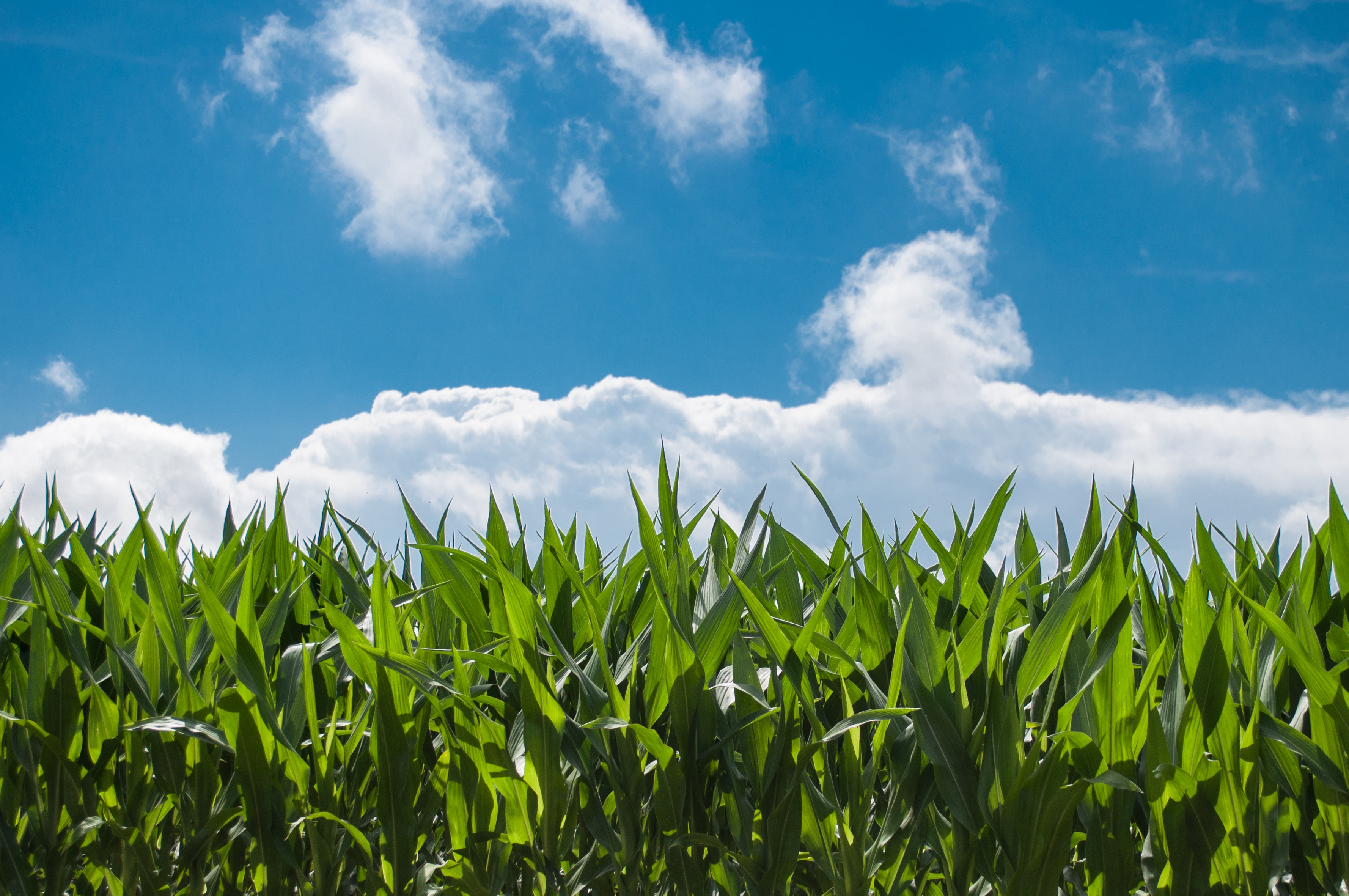 A photo of the top of a cornfield