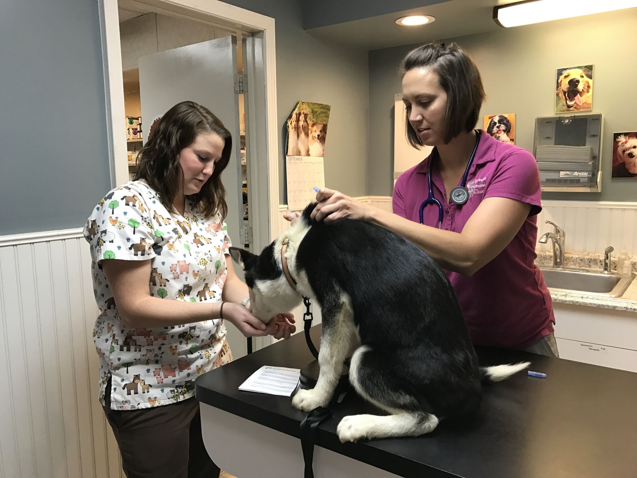 Two vet techs examining a dog